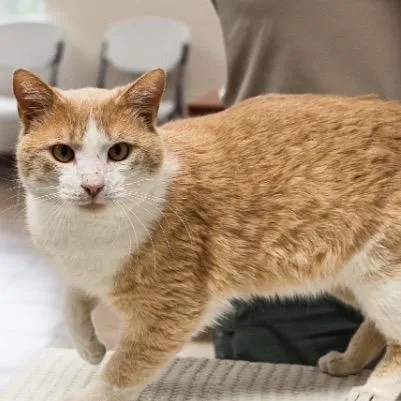 A young small-sized male Orange / Red Domestic Short Hair cat named Freddy for adoption in Mocksville, NC