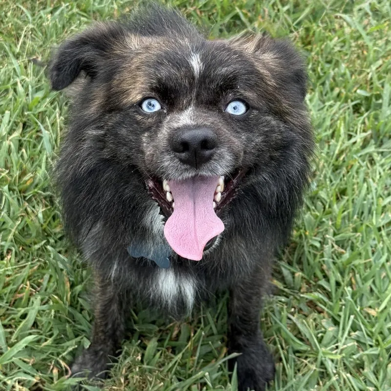 A young small-sized male Pomeranian dog named Milo for adoption in Chesapeake, VA