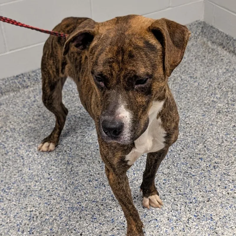 An adult medium-sized male Brown / Chocolate Mixed Breed dog named Monkey for adoption in Greenville, SC