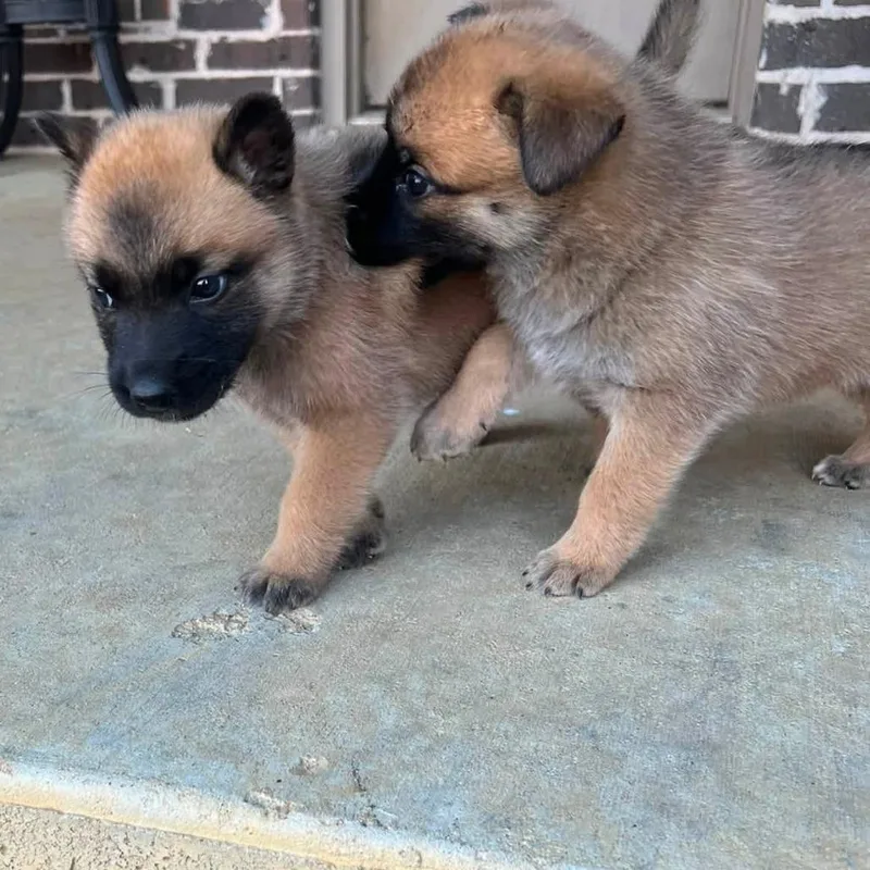 A baby large-sized female Belgian Shepherd / Malinois dog named Tallulah for adoption in Minneapolis, MN