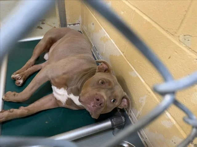 An adult large-sized male Pit Bull Terrier dog named Dennis for adoption in Tulsa, OK