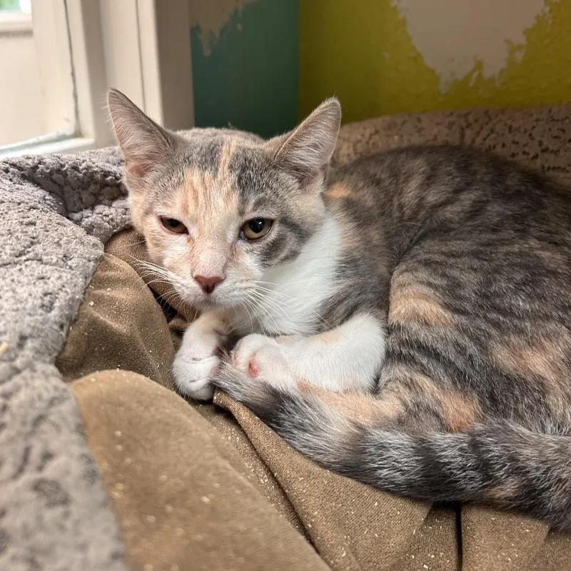 A baby small-sized female Calico Domestic Short Hair cat named Fireball for adoption in Fresno, CA