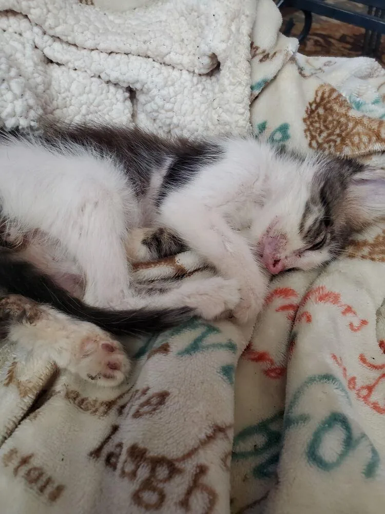 A baby small-sized male Black & White / Tuxedo Domestic Short Hair cat named Chance Courtesy Listing for adoption in Dawson, GA