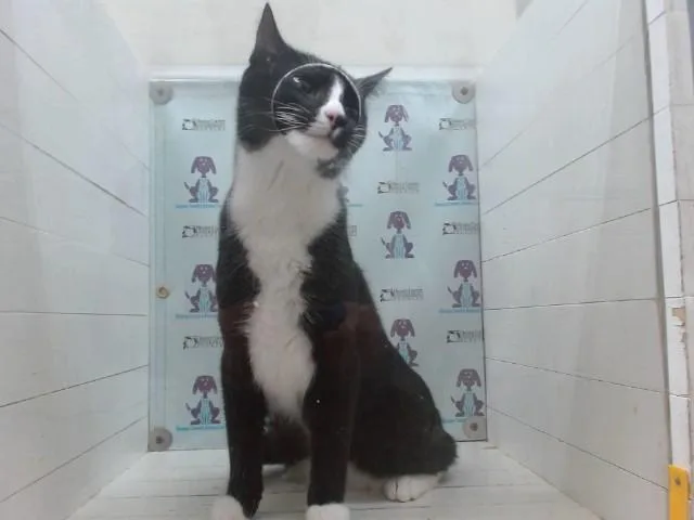 A young small-sized male Domestic Short Hair cat named Kylo for adoption in Orlando, FL