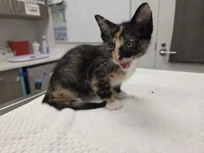 A baby small-sized female Black Domestic Short Hair cat named Truffle for adoption in Kansas City, MO