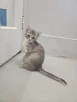 A young medium-sized female Gray & White Domestic Short Hair cat named Agatha for adoption in Plano, TX