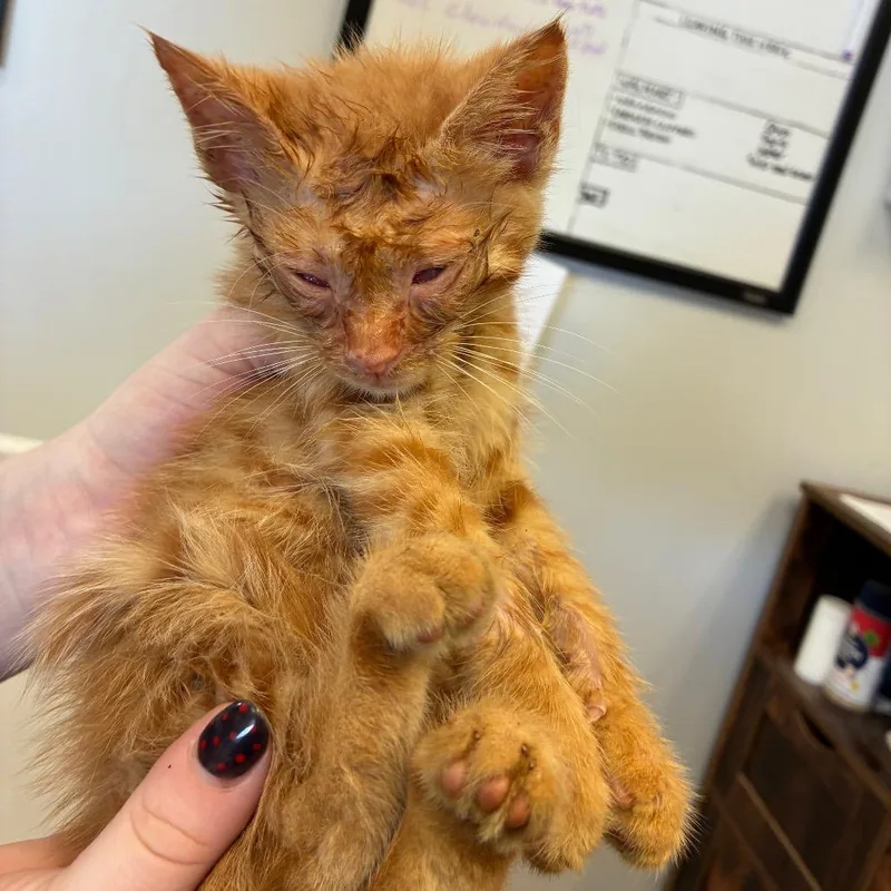 A baby small-sized male Orange / Red Domestic Short Hair cat named Clyde for adoption in Morganfield, KY