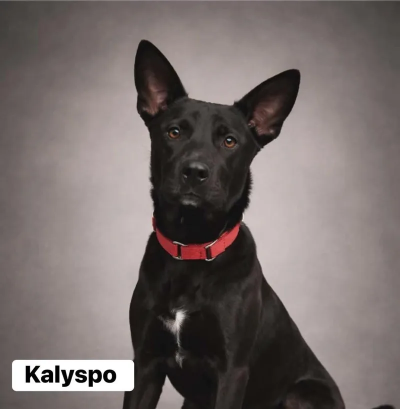 Kalypso