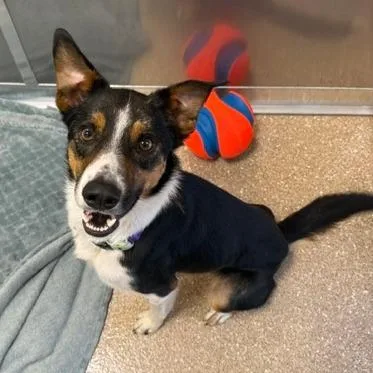 An adult medium-sized male White / Cream Mixed Breed dog named Kermit for adoption in Sonoma, CA