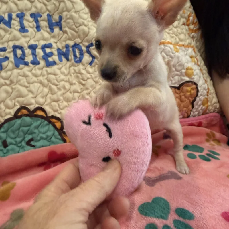 A baby small-sized female Chihuahua dog named Mozzi for adoption in Liverpool, TX