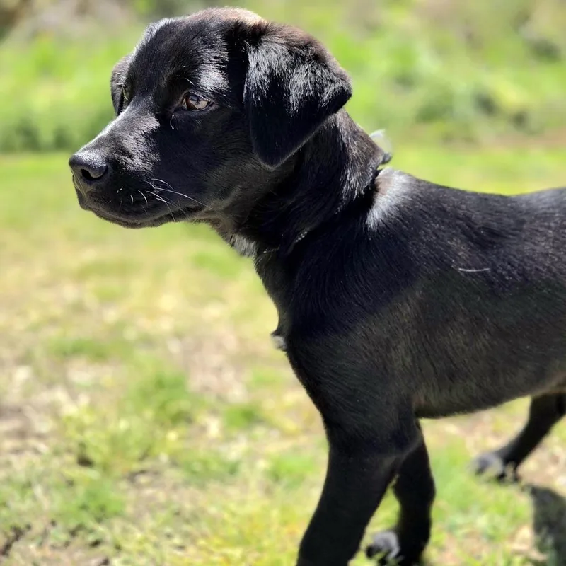 Slim Jim thumbnail 2