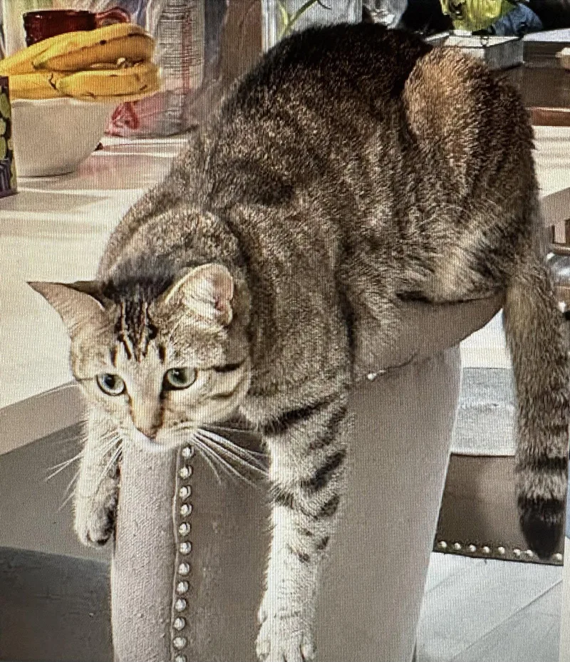 An adult medium-sized female Tabby cat named Periwinkle for adoption in MONTGOMERY, TX
