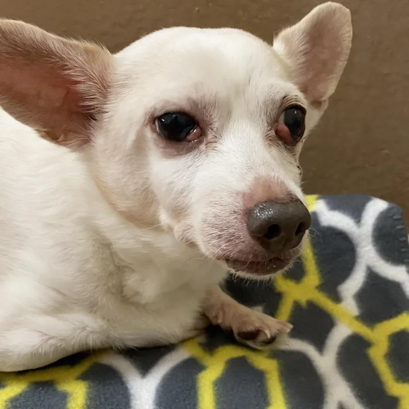A senior small-sized male White / Cream Chihuahua dog named Chimmy for adoption in Reno, NV