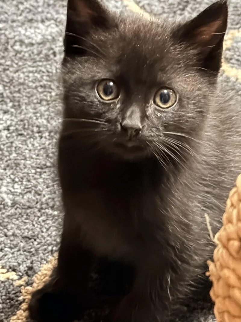 A baby small-sized male Black Domestic Short Hair cat named Salem for adoption in Aylett, VA