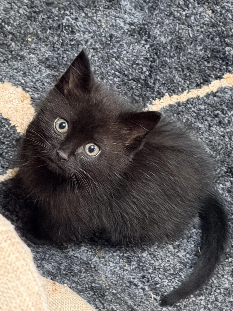 Salem thumbnail 3