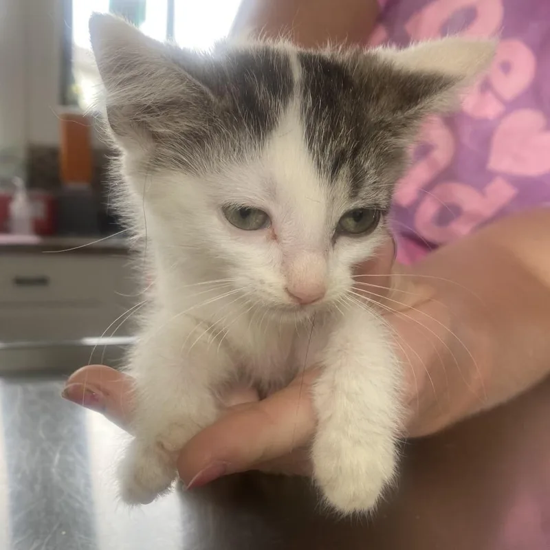 A baby small-sized female White Domestic Short Hair cat named Martha for adoption in Chapel Hill, NC