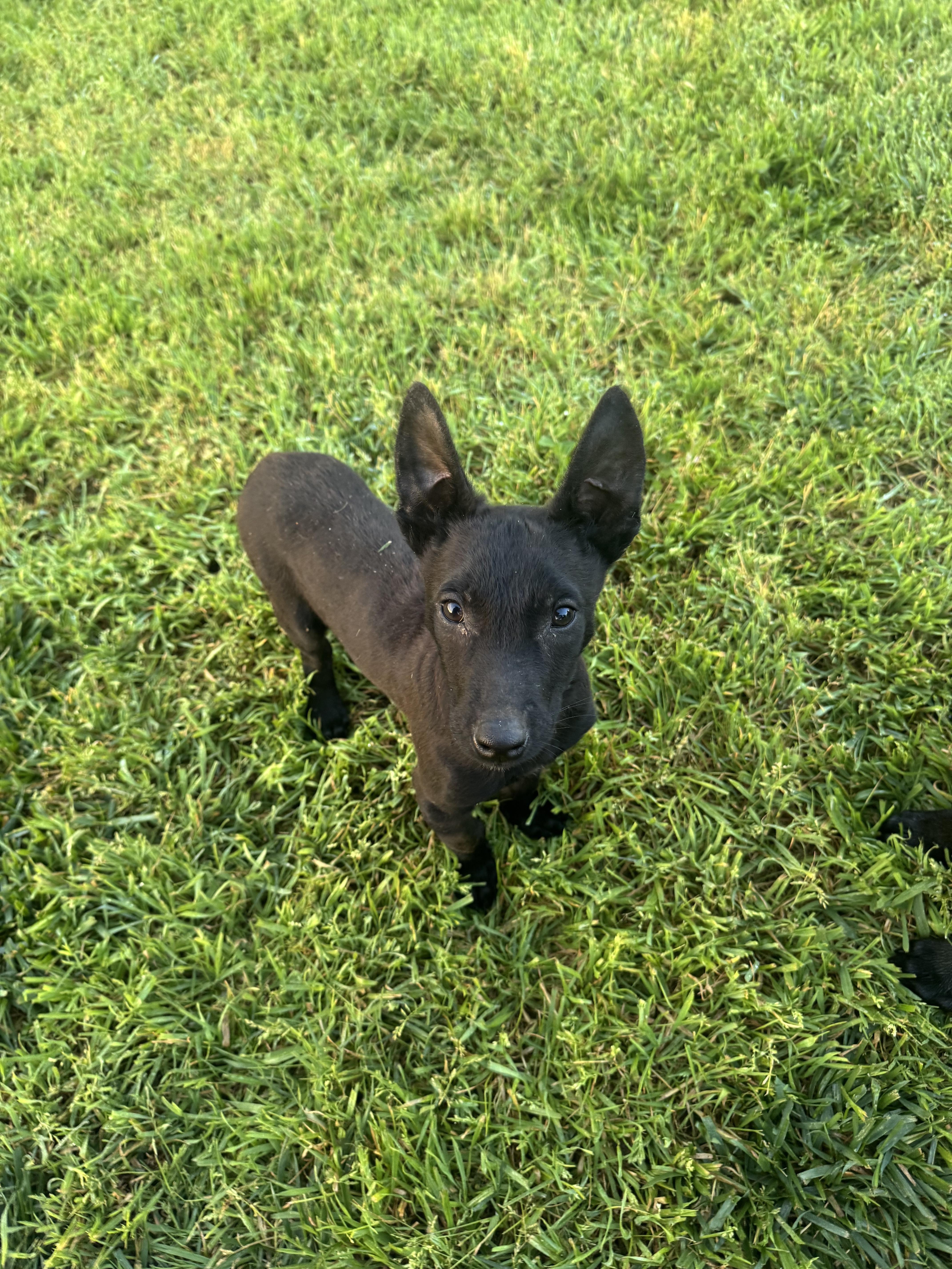A baby small-sized male Belgian Shepherd / Malinois dog named Gl  Pyrite for adoption in Vancouver, WA