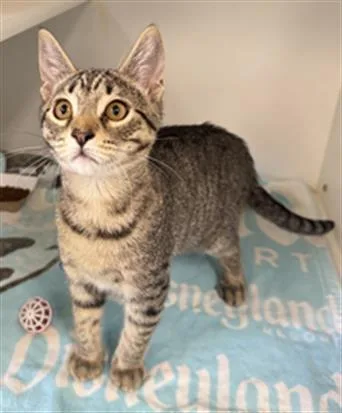 A baby small-sized male Domestic Short Hair cat named Cheese for adoption in Camarillo, CA