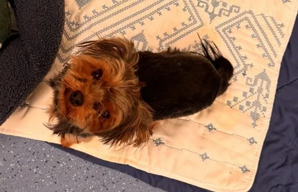 A young small-sized female Yorkshire Terrier dog named Julia for adoption in Stratham, NH