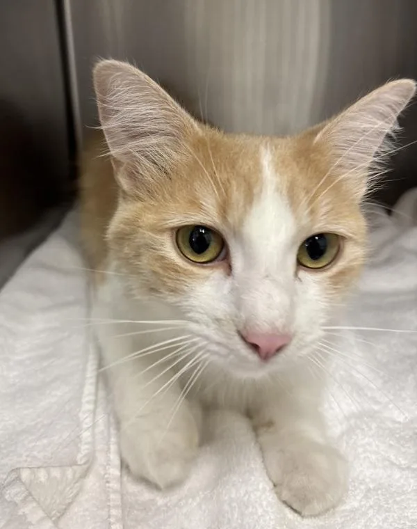 An adult large-sized male Domestic Short Hair cat named Lfa for adoption in Silverdale, WA