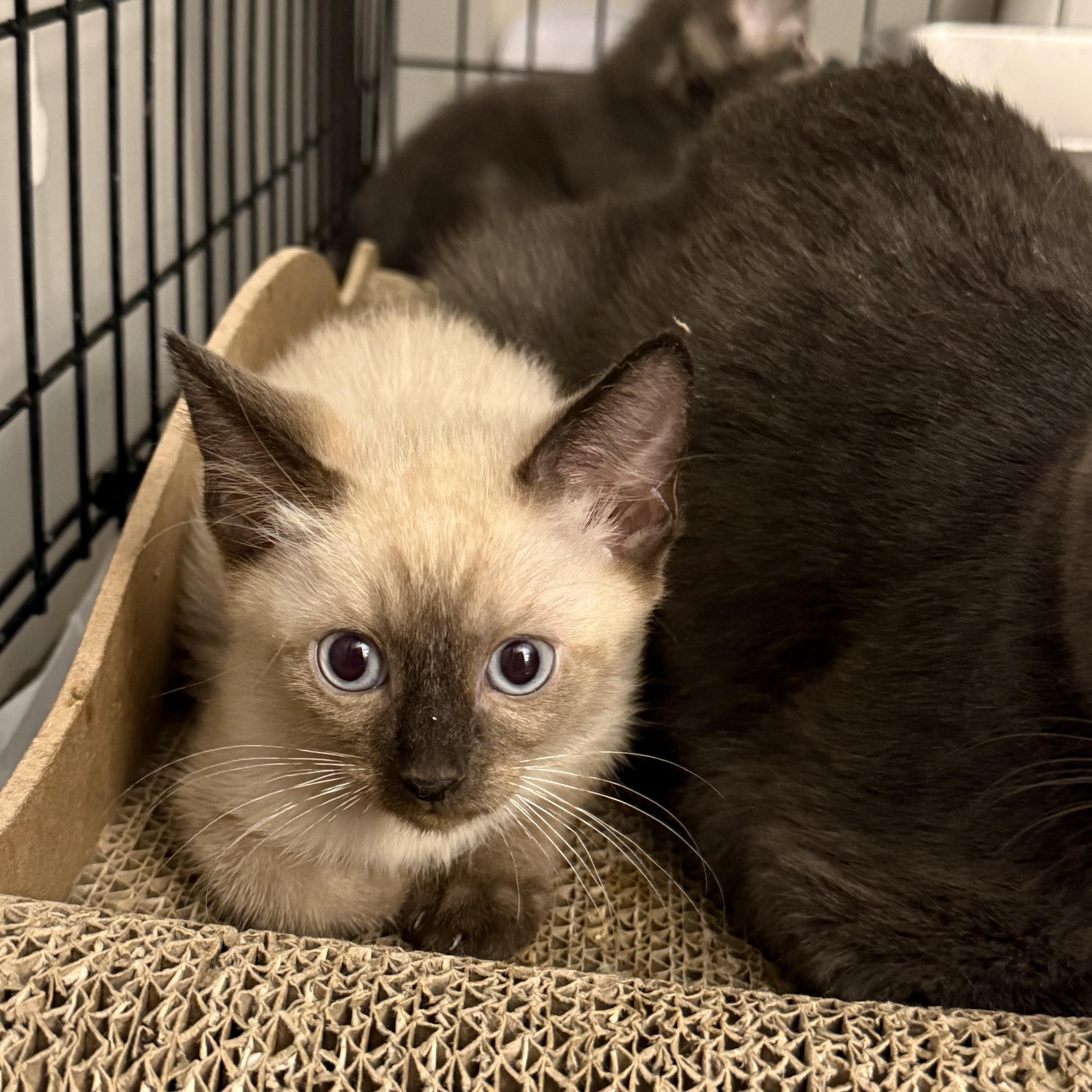 A baby large-sized female Seal Point Siamese cat named Sparta for adoption in Intercession city , FL