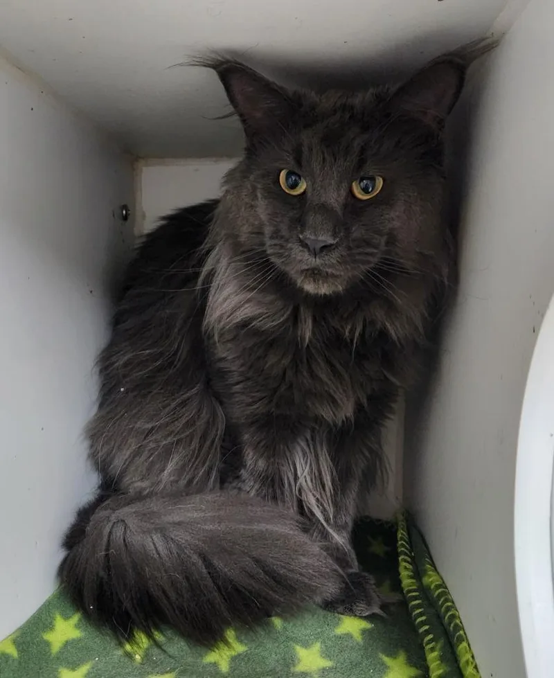 A young large-sized male Maine Coon cat named Opey for adoption in Walnutport, PA