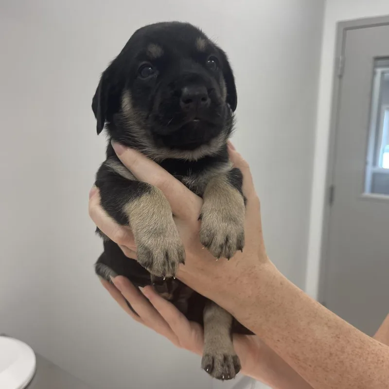 A baby small-sized female Mixed Breed dog named Susie for adoption in Winston Salem, NC