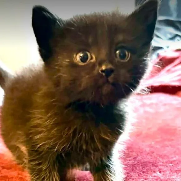 A baby small-sized female Black Domestic Short Hair cat named Peony for adoption in Mount Juliet, TN