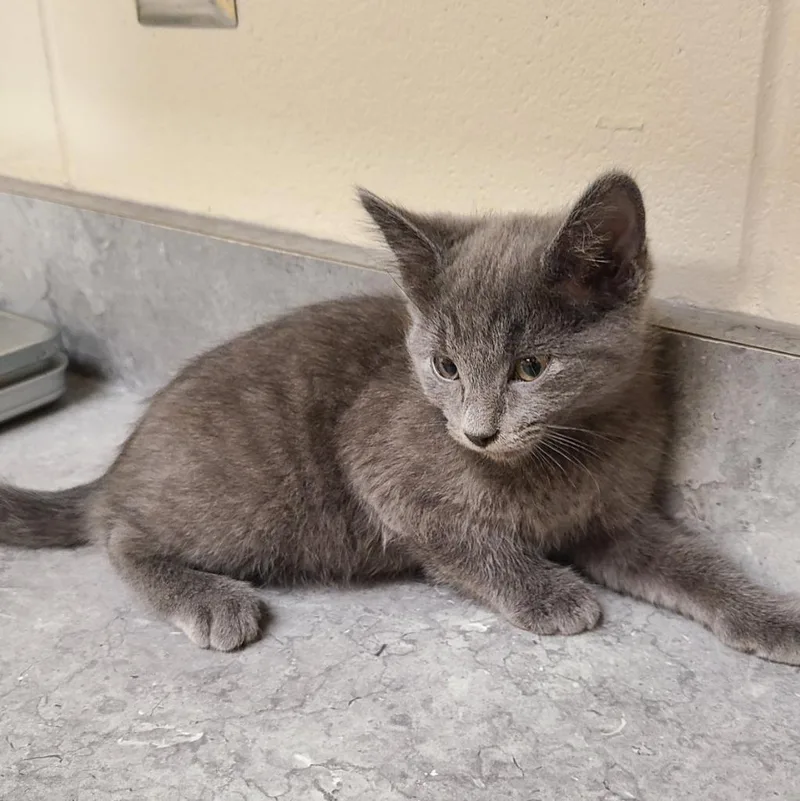 A baby medium-sized male Domestic Short Hair cat named Avalon for adoption in Greeneville, TN