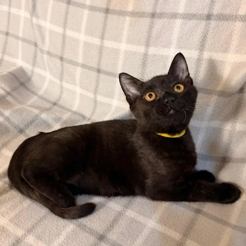 A baby small-sized male Black Domestic Short Hair cat named Sharpie for adoption in Flower Mound, TX