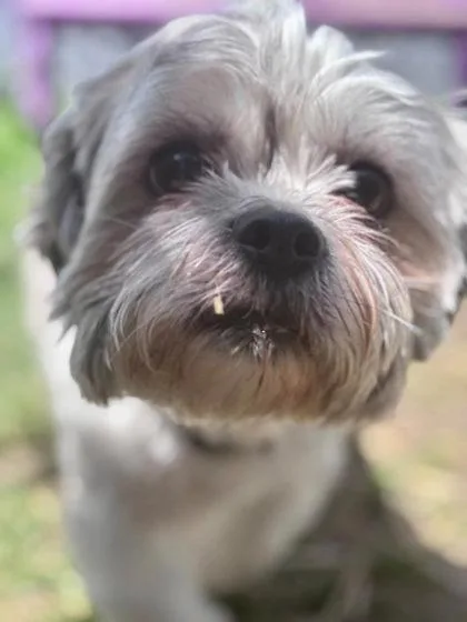 A young medium-sized male Shih Tzu dog named Teddy for adoption in Hobart, IN