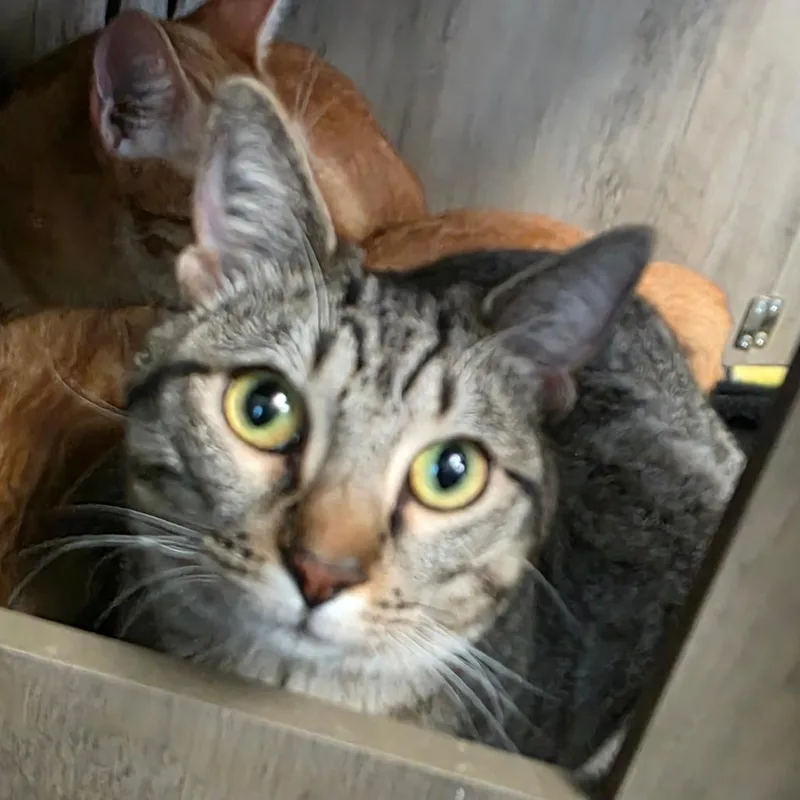 A young medium-sized female Gray / Blue / Silver Domestic Short Hair cat named Winnie for adoption in Abilene, TX