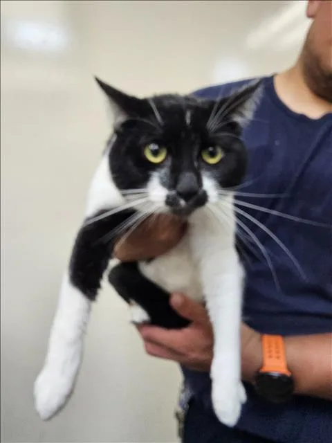 A young small-sized male Domestic Short Hair cat named Howl for adoption in Los Angeles, CA