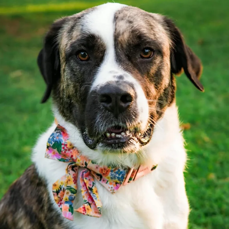 Maple Bacon thumbnail 2