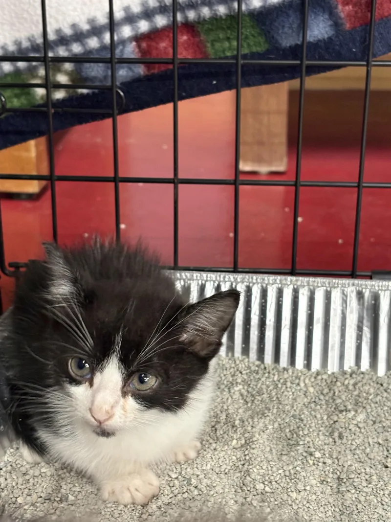 A baby small-sized male Domestic Short Hair cat named Scotty for adoption in Mexico, MO