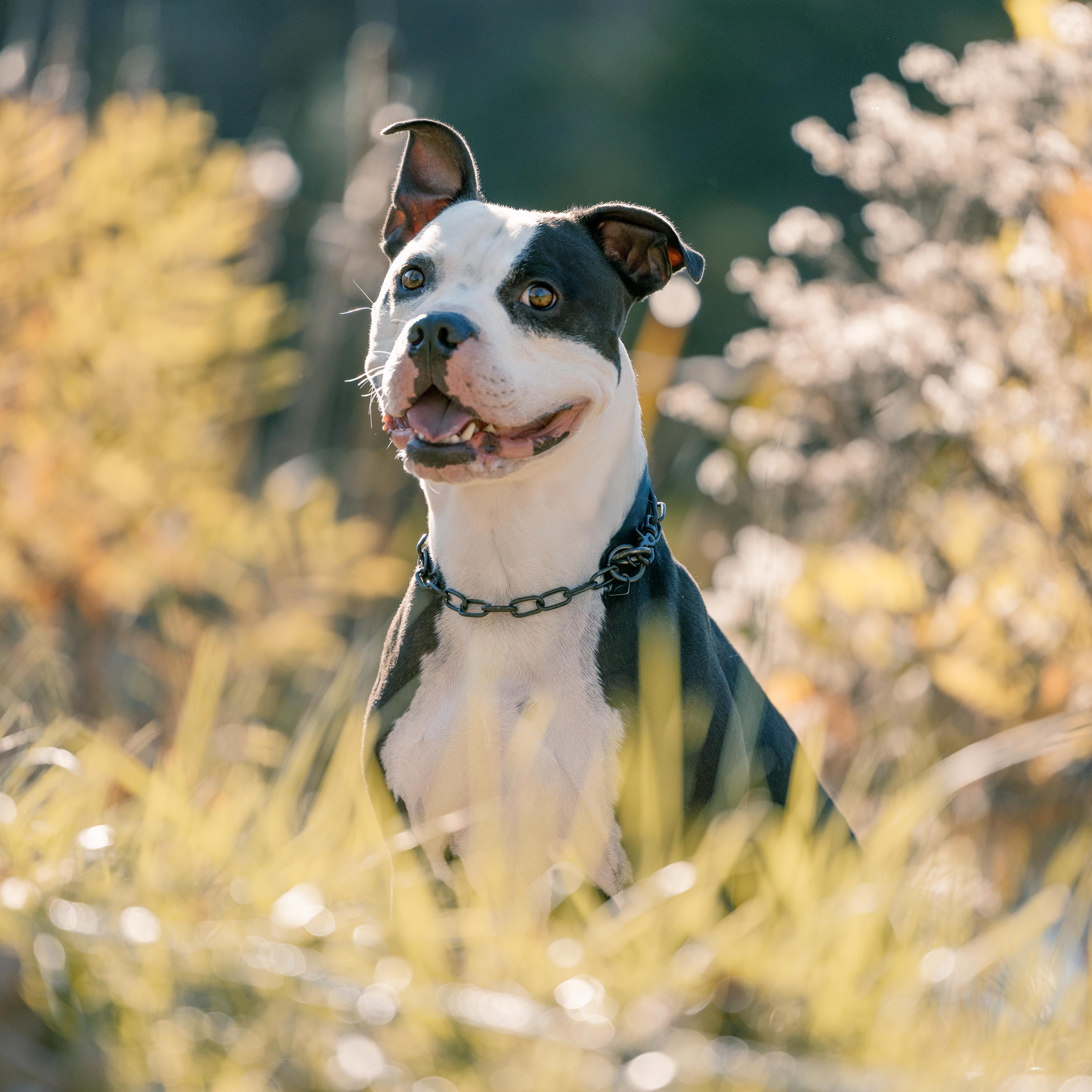 Churchill thumbnail 3