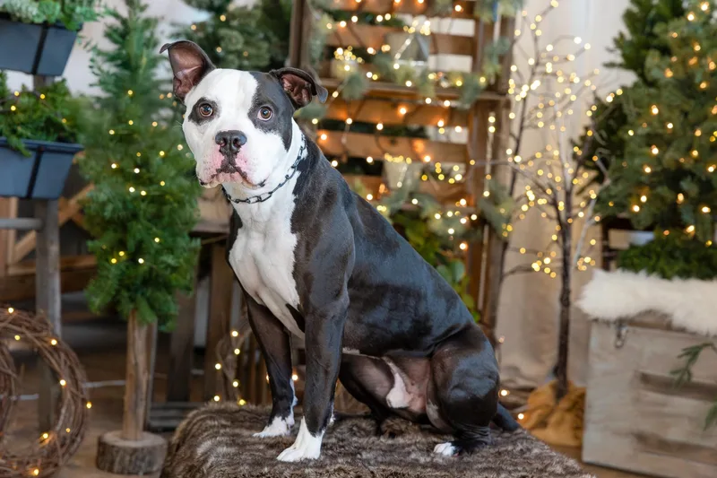 Churchill thumbnail 4