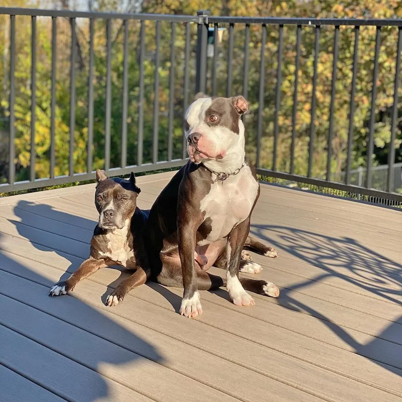 Churchill thumbnail 6