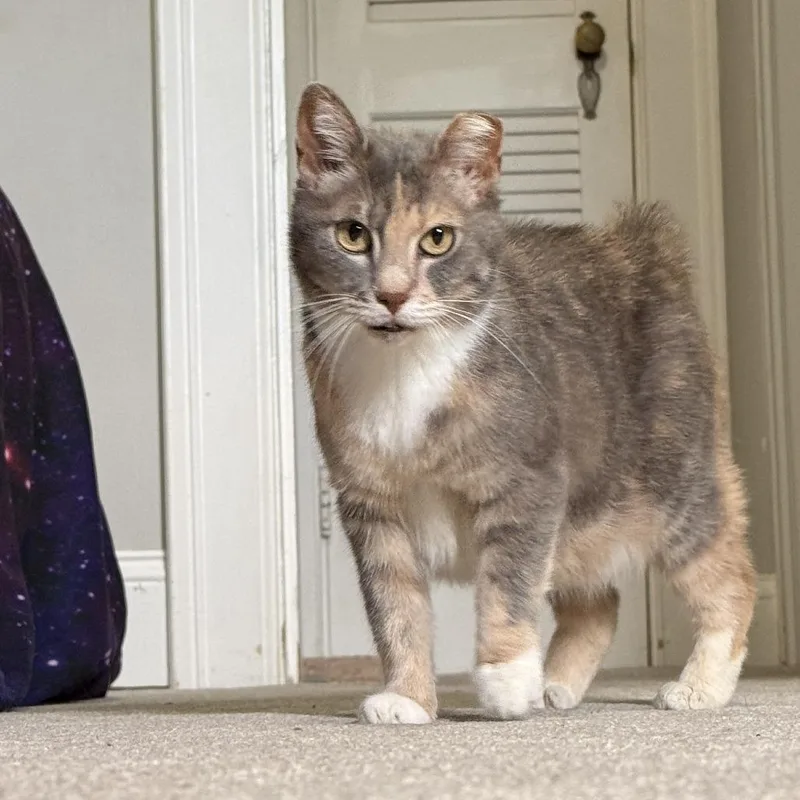 An adult small-sized female Tortoiseshell Domestic Short Hair cat named Bunny for adoption in Lynchburg, VA
