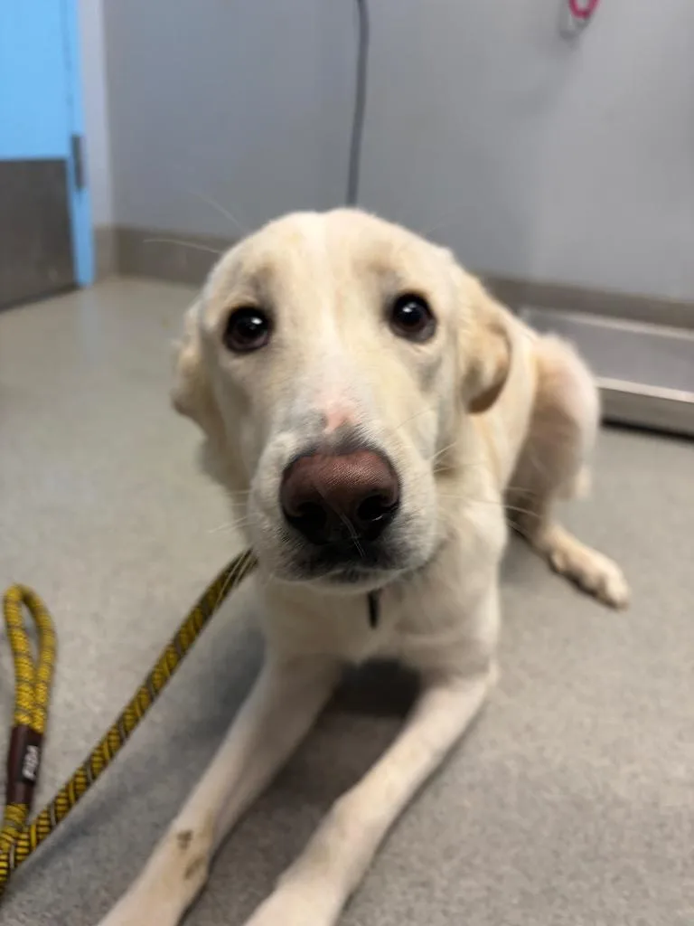 A young medium-sized female Hound dog named Frances for adoption in Bloomington, IN