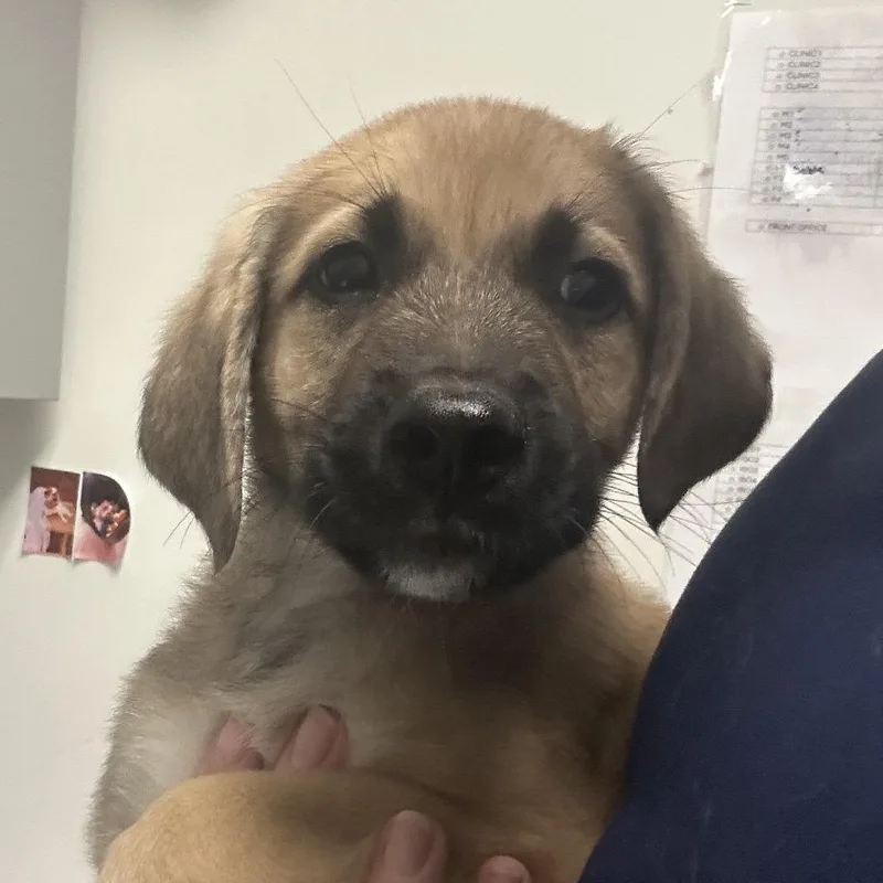 A baby small-sized male Brown / Chocolate Mixed Breed dog named Bill for adoption in Charleston, WV