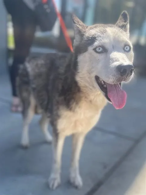 An adult medium-sized female Siberian Husky dog named Haven for adoption in Ontario, CA