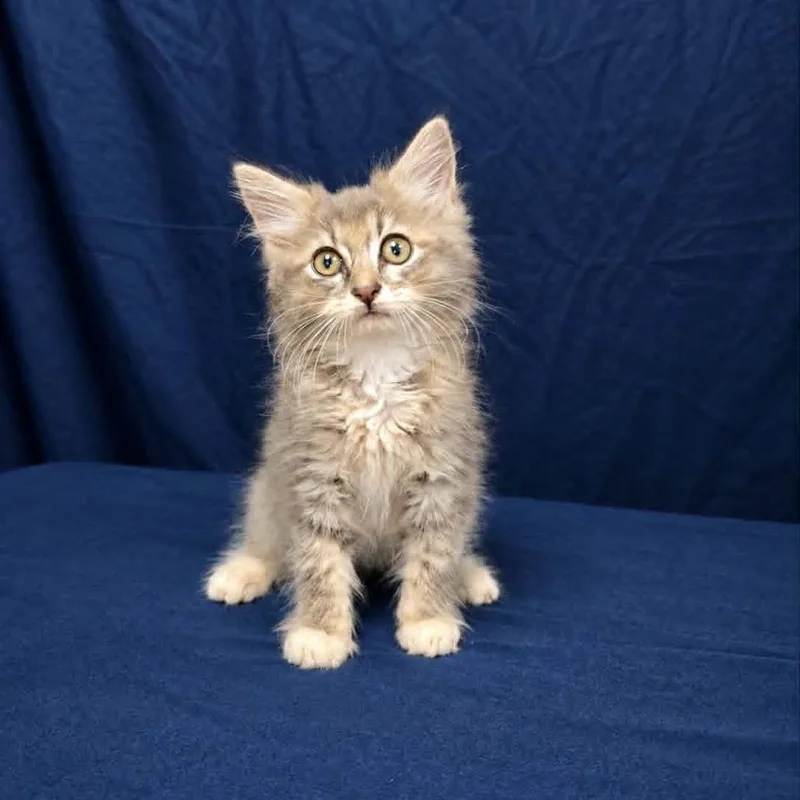 A baby small-sized female Gray / Blue / Silver Domestic Medium Hair cat named Poppy for adoption in Harrisonburg, VA