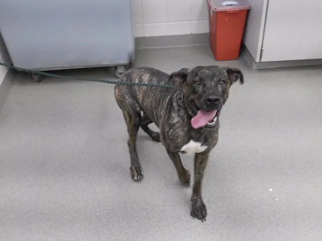 An adult large-sized female Boxer dog named Lizzy for adoption in Omaha, NE