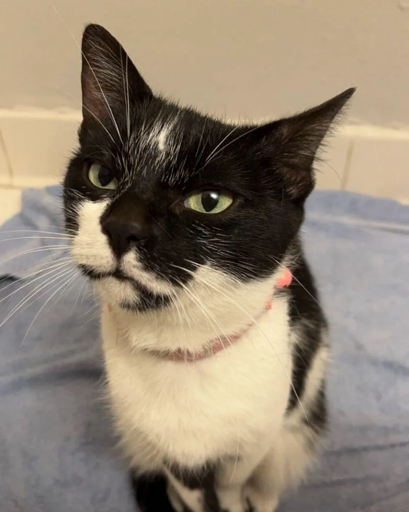 An adult medium-sized female Tuxedo cat named Alice for adoption in Burton, MI