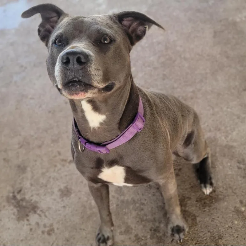 A senior large-sized male Gray / Blue / Silver Mixed Breed dog named Blue for adoption in Lake Jackson, TX
