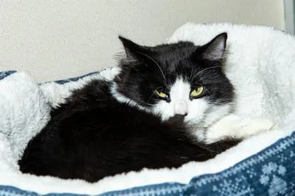 An adult small-sized female Domestic Medium Hair cat named Coco for adoption in Longmont, CO