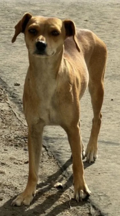 An adult small-sized female Chihuahua dog named Sugar Pie for adoption in Fresno, CA