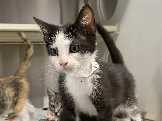 A baby small-sized male Domestic Short Hair cat named Possum for adoption in Tustin, CA