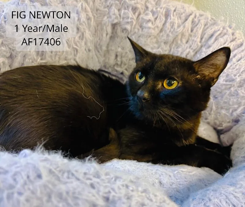An adult medium-sized male Black Domestic Short Hair cat named Fig Newton for adoption in Supply, NC